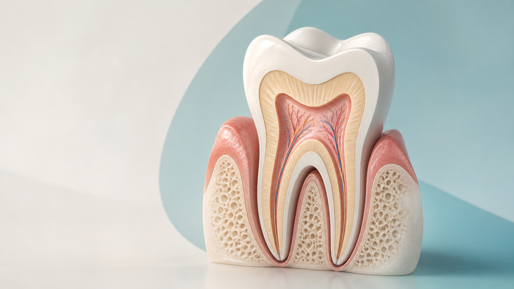 A refined editorial tooth cutaway showing enamel, dentin, pulp, root structure, gum tissue, and supporting bone.